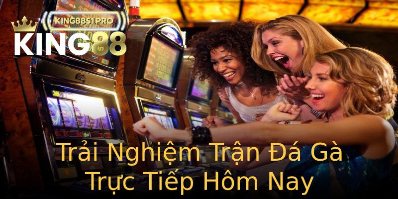 Trải Nghiệm Trận Đá Gà Trực Tiếp Hôm Nay