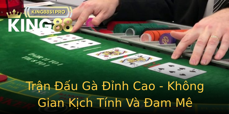 Trận Đấu Gà Đỉnh Cao - Không Gian Kịch Tính Và Đam Mê